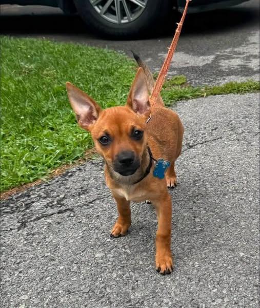 Enlarge Sandcastle, a Adopted mixed breed in Wappingers Falls, NY image 1/1