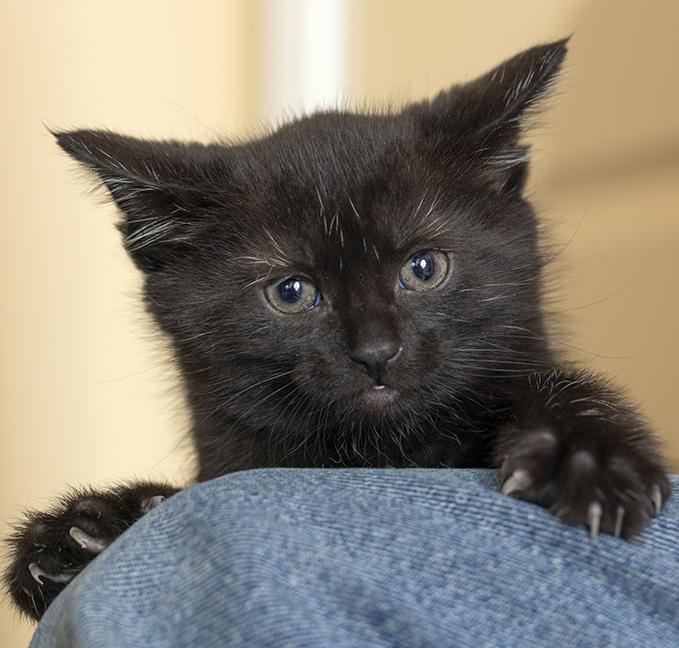 Enlarge Pepper, a ADOPTABLE Domestic Short Hair in Chicago, IL image 2/5