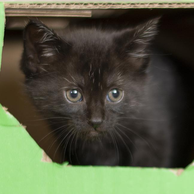 Enlarge Pepper, a ADOPTABLE Domestic Short Hair in Chicago, IL image 3/5