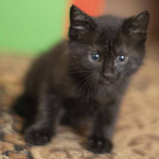 Enlarge Pepper, a ADOPTABLE Domestic Short Hair in Chicago, IL image 5/5