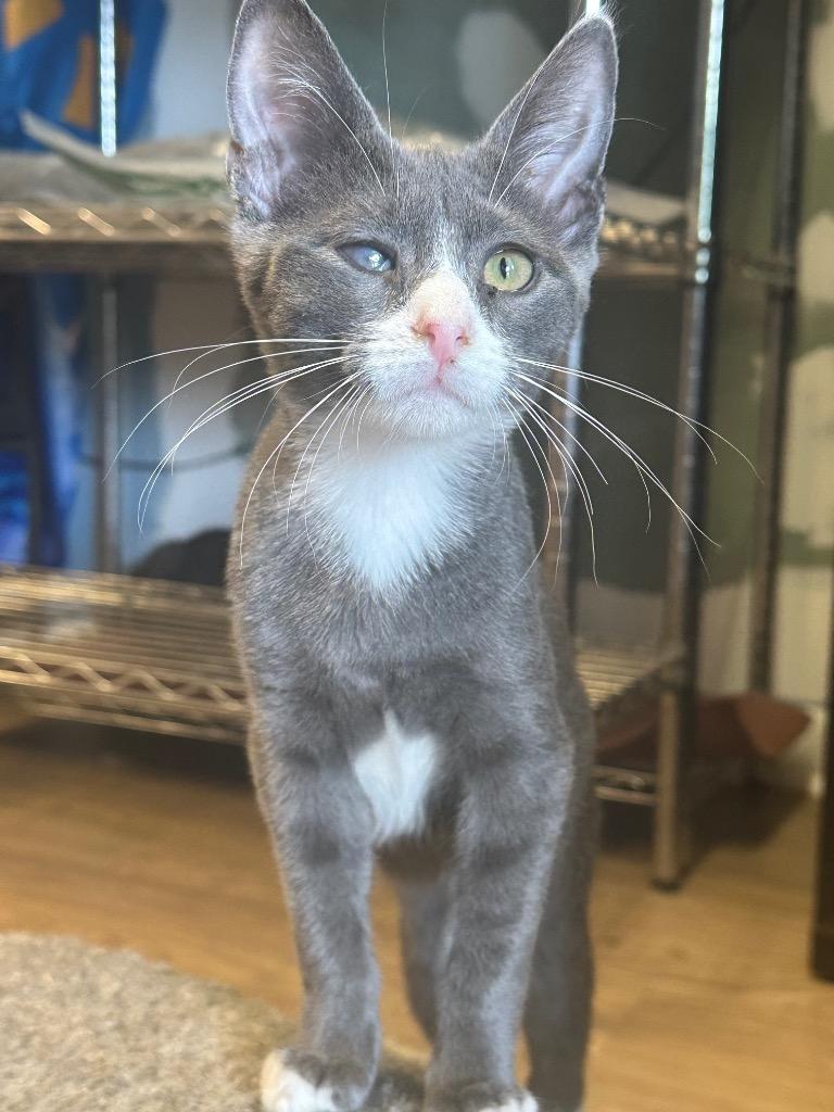 Blue, Adoptable, Young Male Domestic Short Hair.