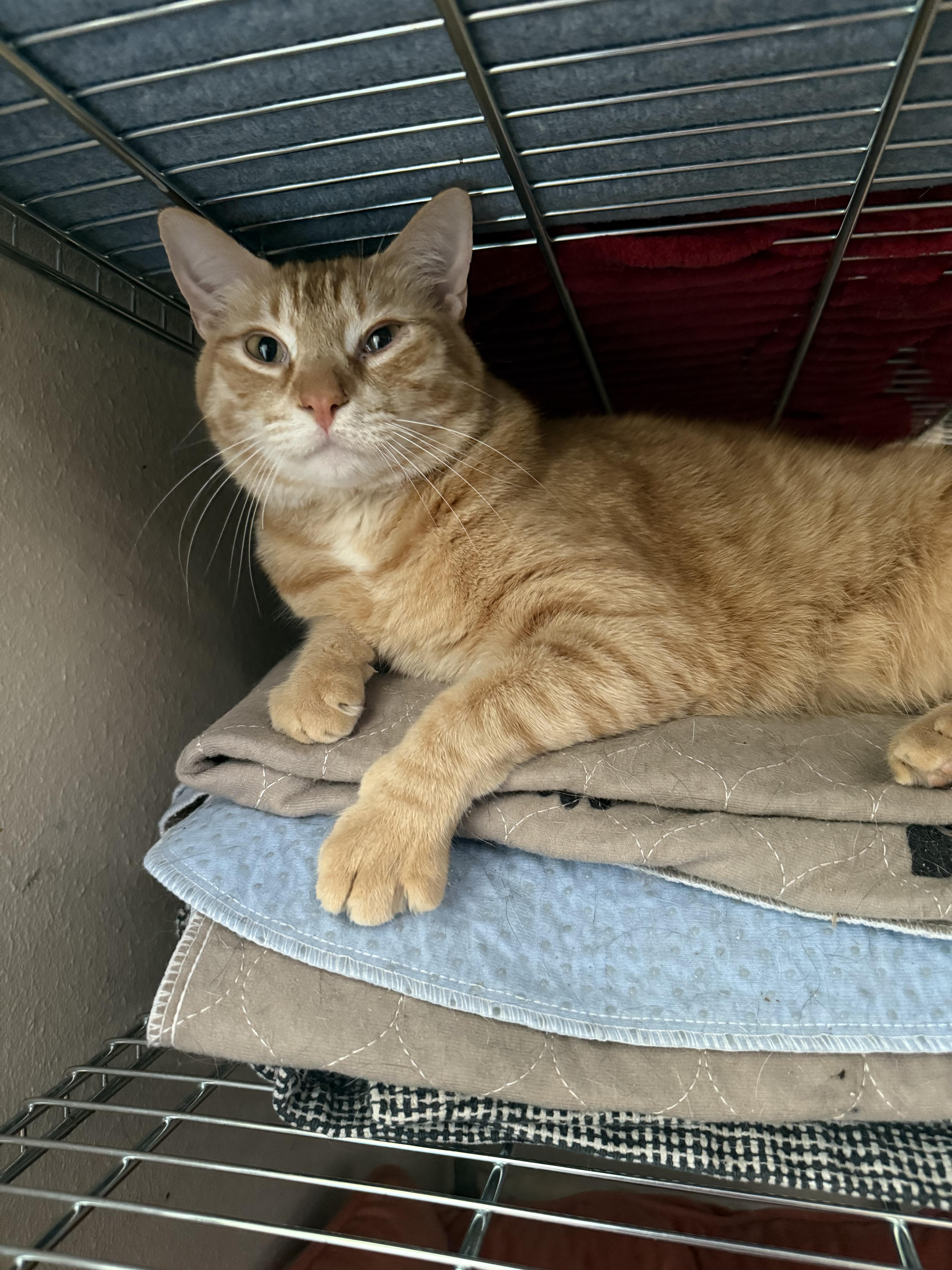 Chester — thumbnail 2