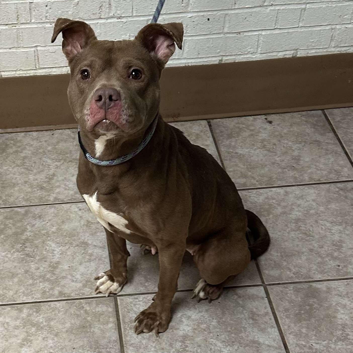 Tootsie, an adoptable Pit Bull Terrier in Waterloo, IA, 50703 | Photo Image 2