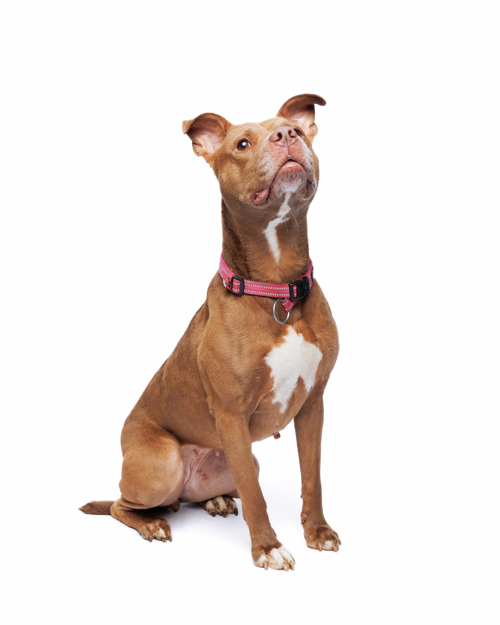 Enlarge Tootsie, a Adoptable mixed breed in Waterloo, IA image 5/6