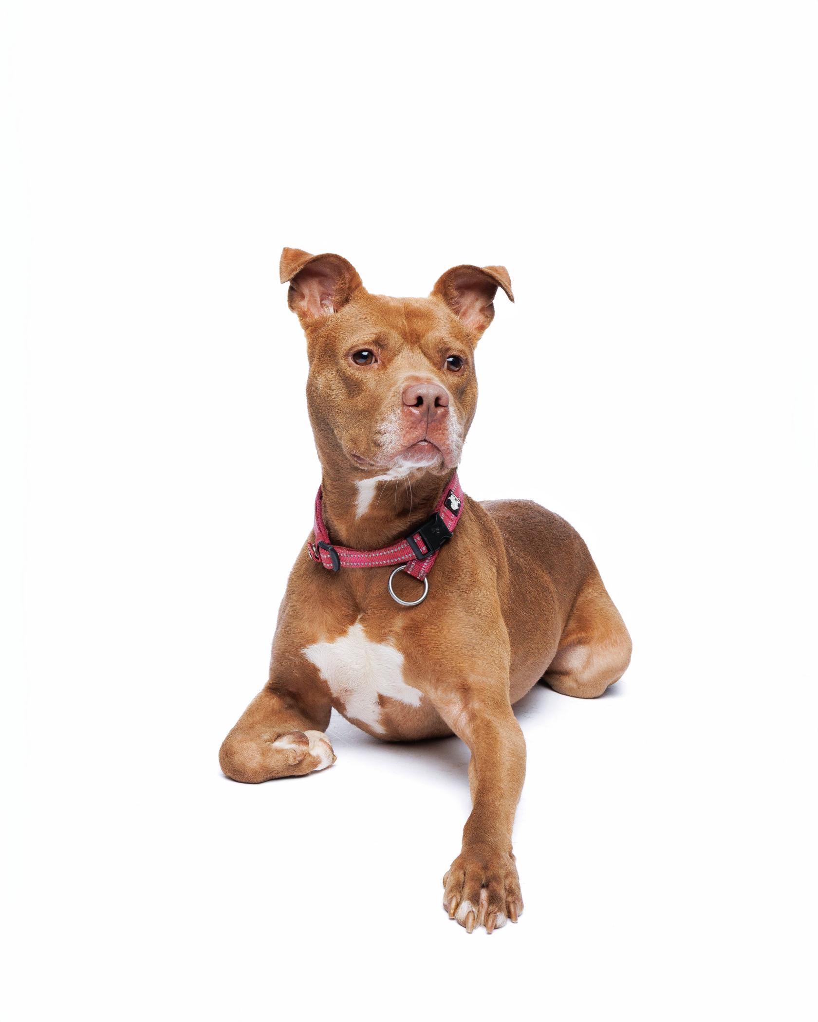Tootsie, an adoptable Pit Bull Terrier in Waterloo, IA, 50703 | Photo Image 6