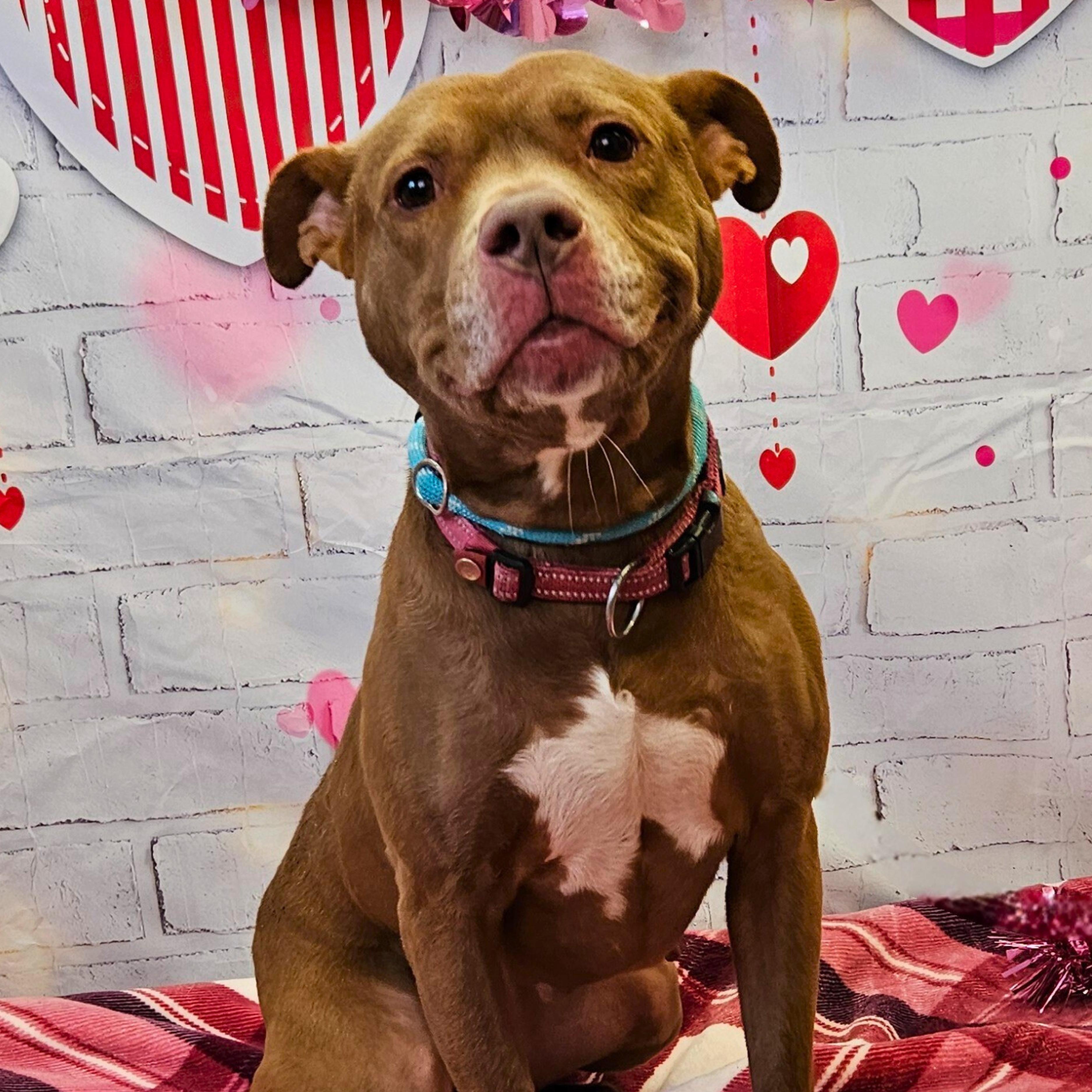 Enlarge Tootsie, a Adoptable mixed breed in Waterloo, IA image 1/6