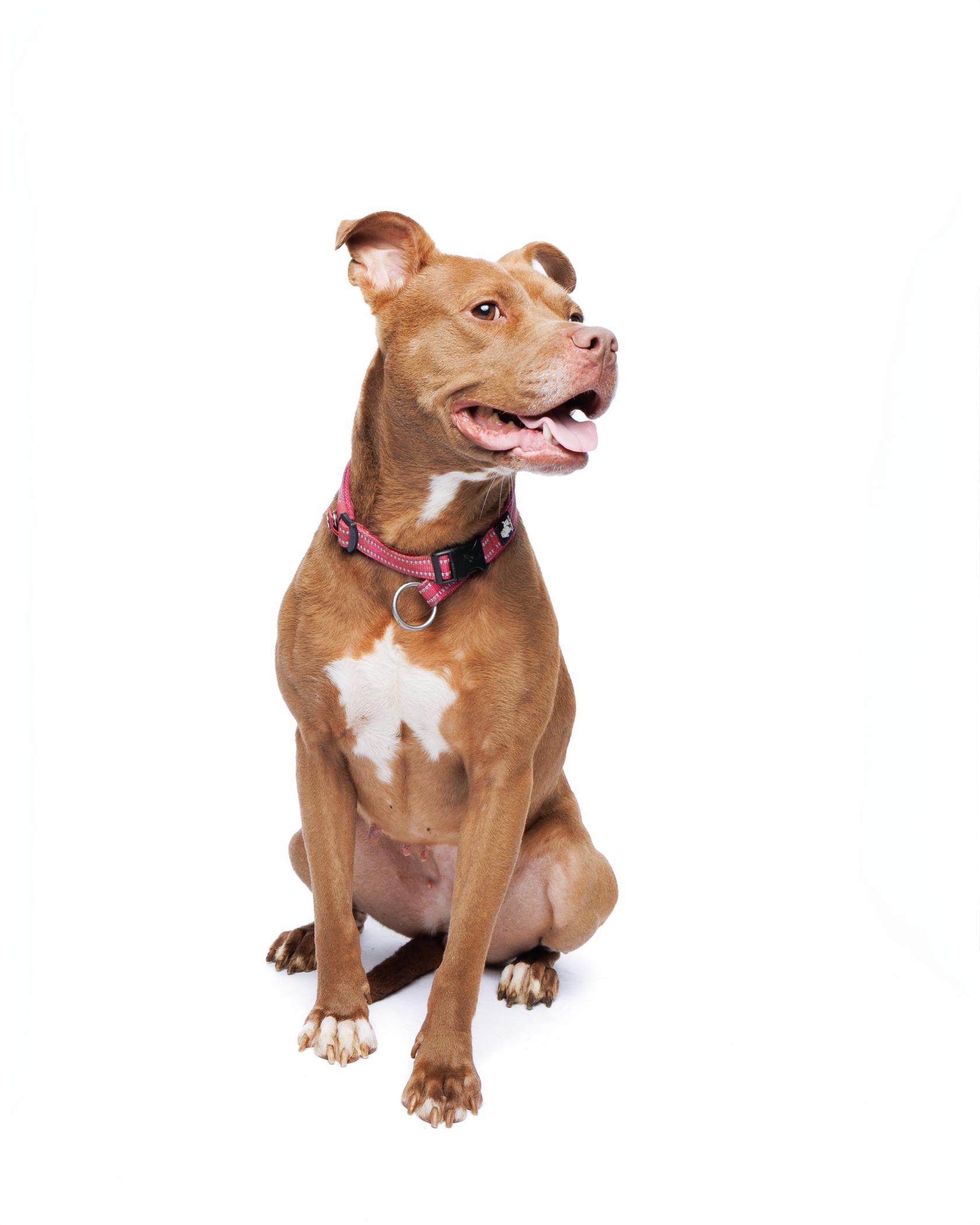 Enlarge Tootsie, a Adoptable mixed breed in Waterloo, IA image 4/6