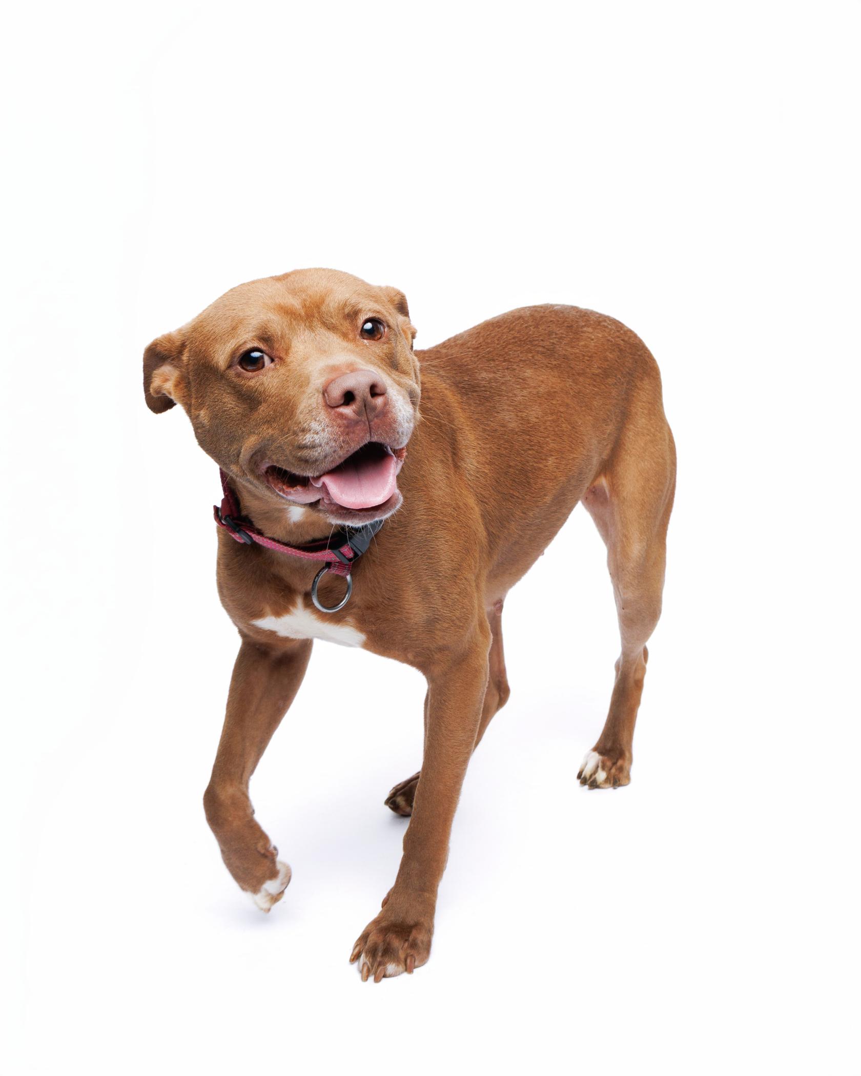 Tootsie, Adoptable, Adult Female Pit Bull Terrier.