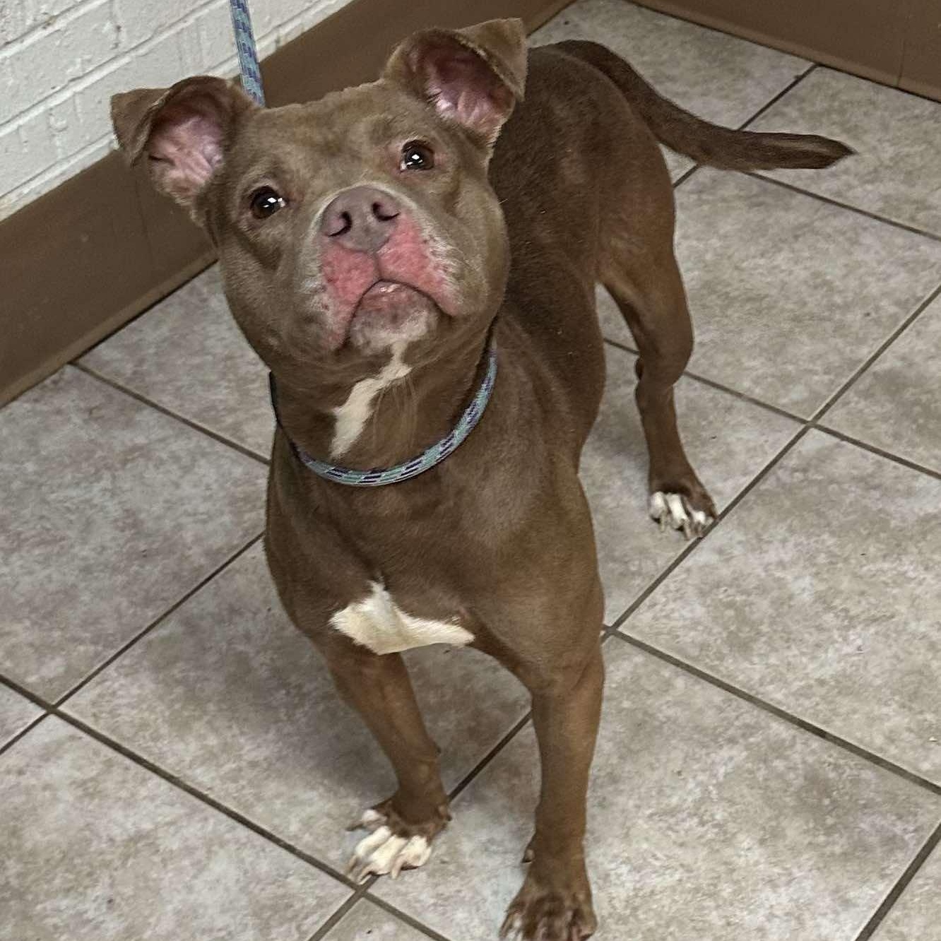 Enlarge Tootsie, a Adoptable mixed breed in Waterloo, IA image 3/6