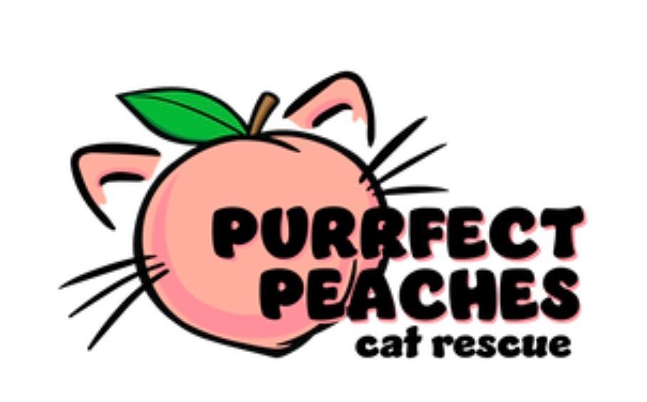 Enlarge Alexis Rose aka Stevie Budd, a Adoptable mixed breed in Douglasville, GA image 2/2