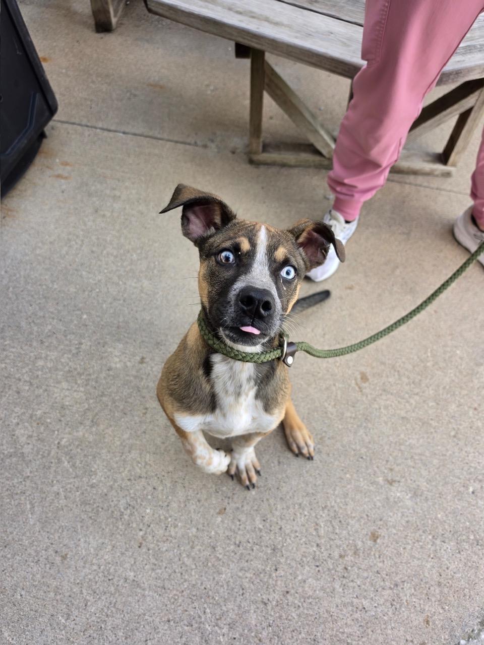 Rufus, an adopted mixed breed in Addison, IL image 2/2