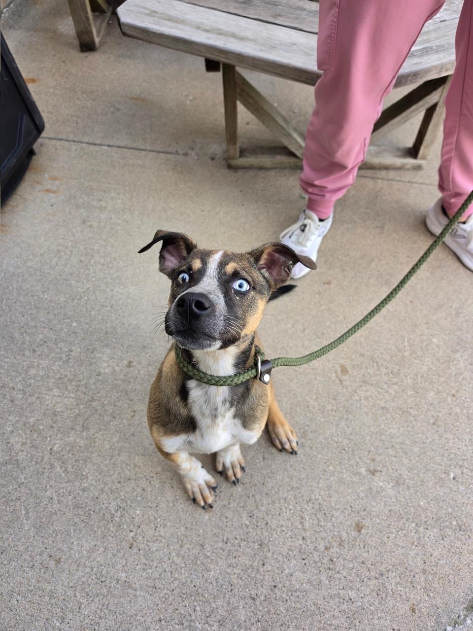 Rufus, adopted, Young Male Australian Cattle Dog / Blue Heeler.