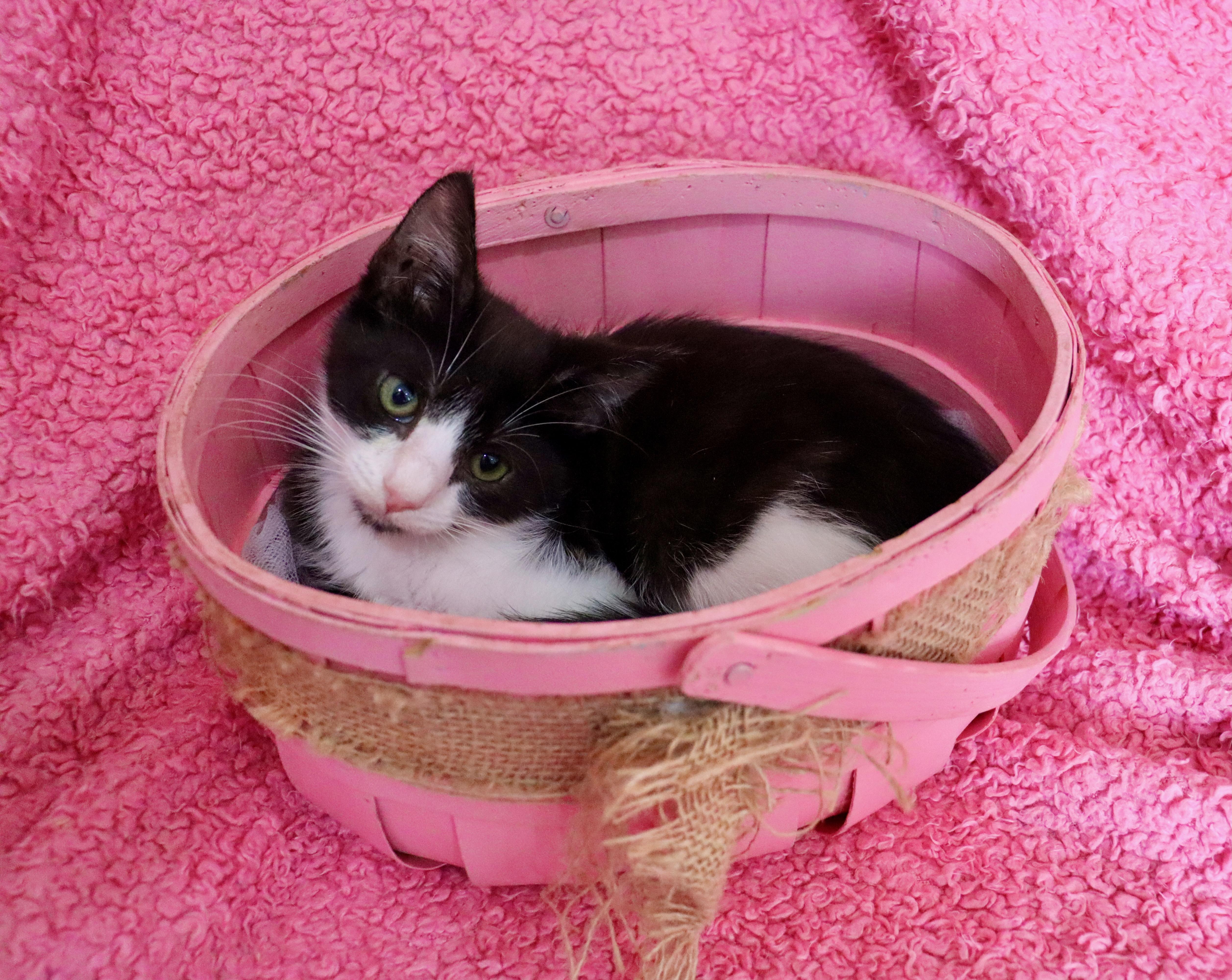 Enlarge Millie, a ADOPTABLE mixed breed in Saint Augustine, FL image 3/5