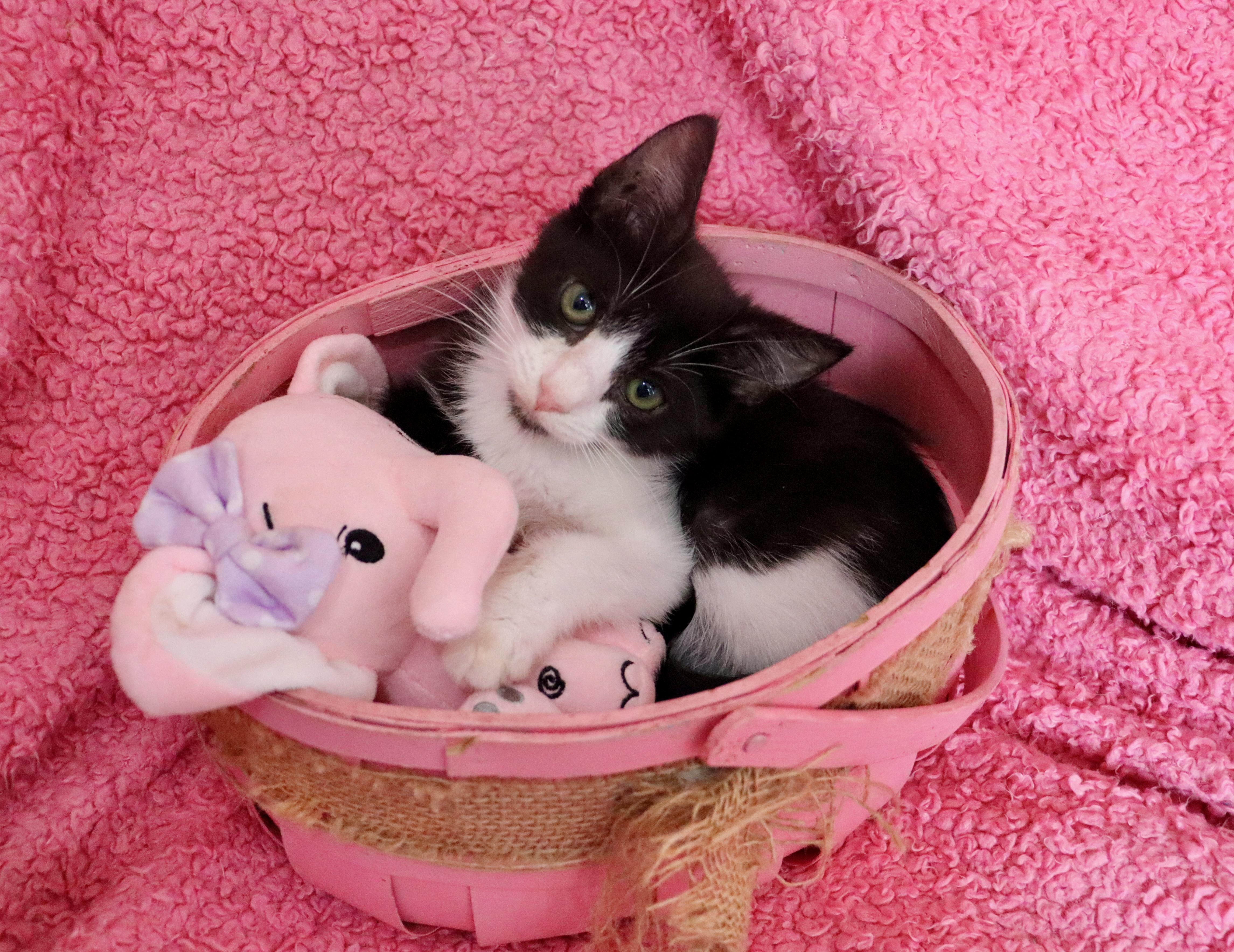 Millie, ADOPTABLE, Kitten Female Tuxedo.
