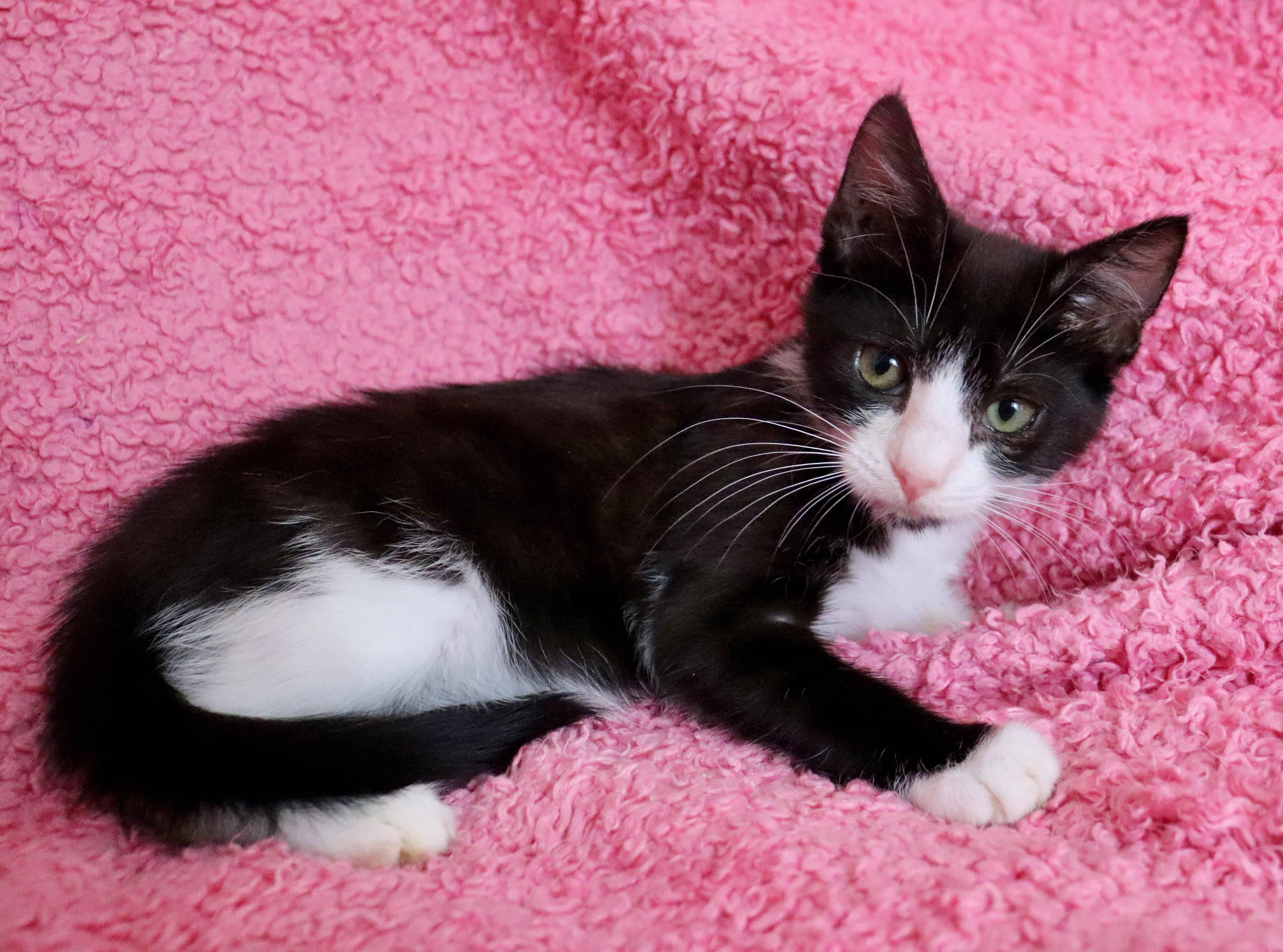 Enlarge Millie, a ADOPTABLE mixed breed in Saint Augustine, FL image 5/5
