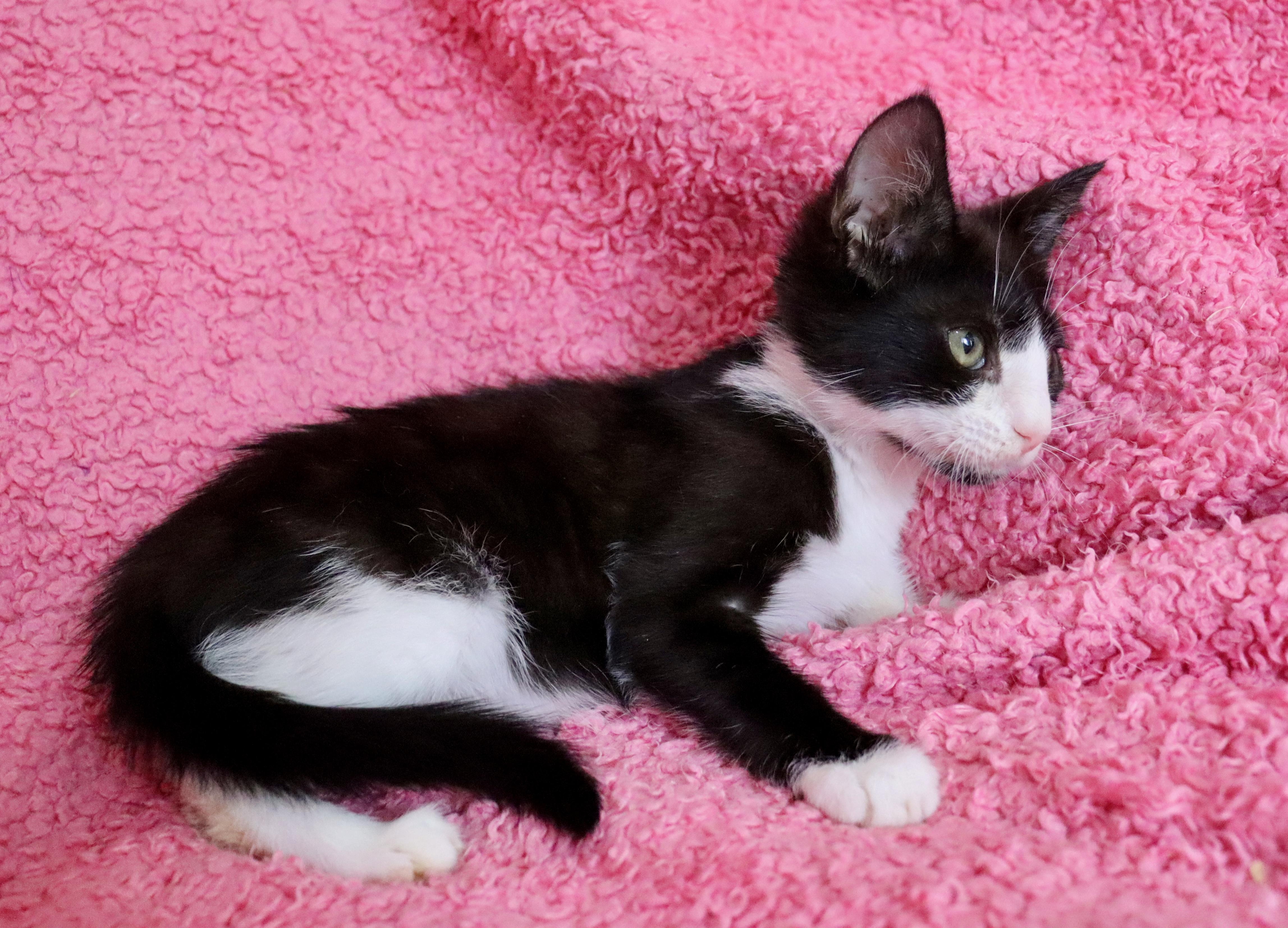 Enlarge Millie, a ADOPTABLE mixed breed in Saint Augustine, FL image 4/5