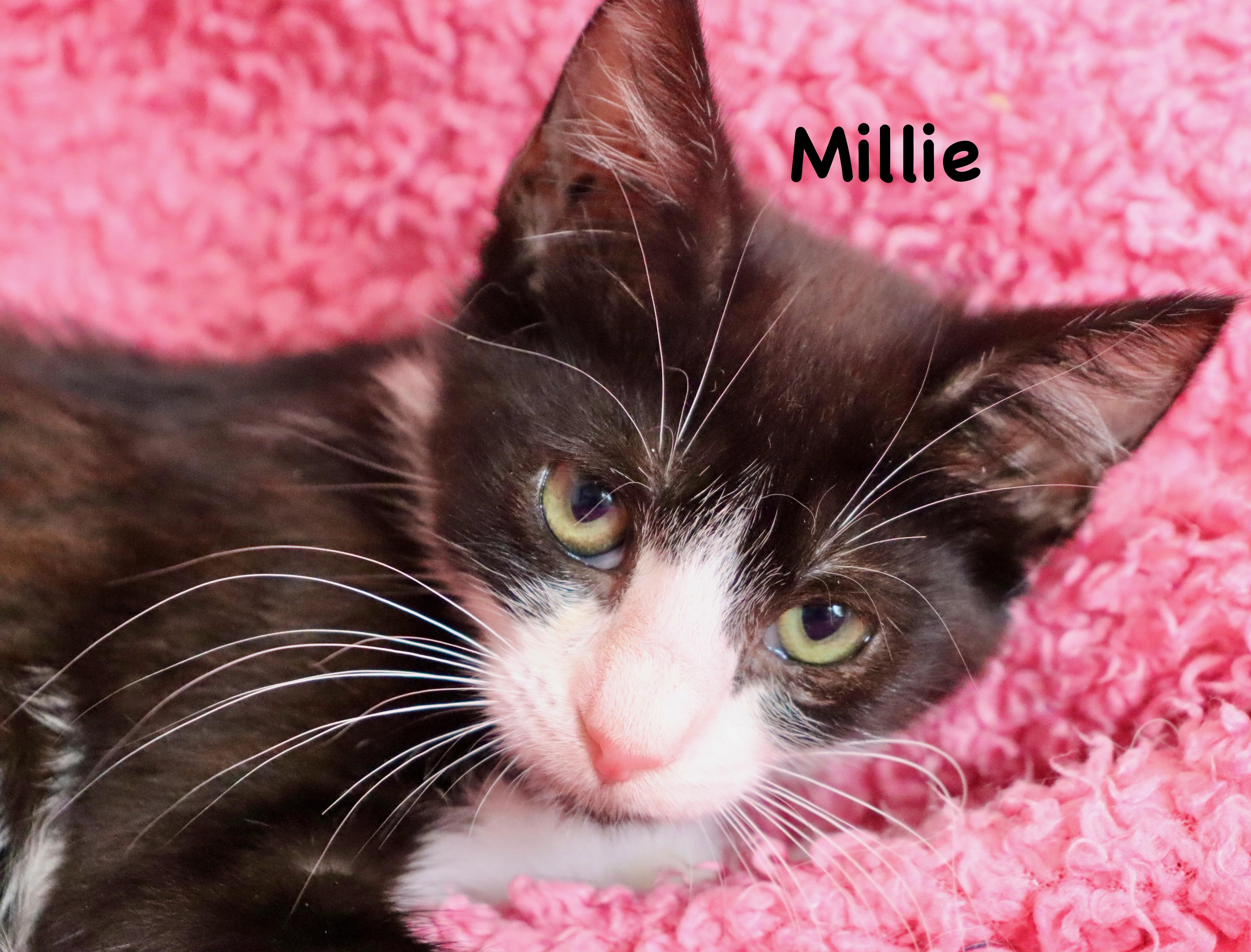 Enlarge Millie, a ADOPTABLE mixed breed in Saint Augustine, FL image 2/5