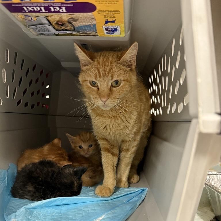 Catlina — thumbnail 2