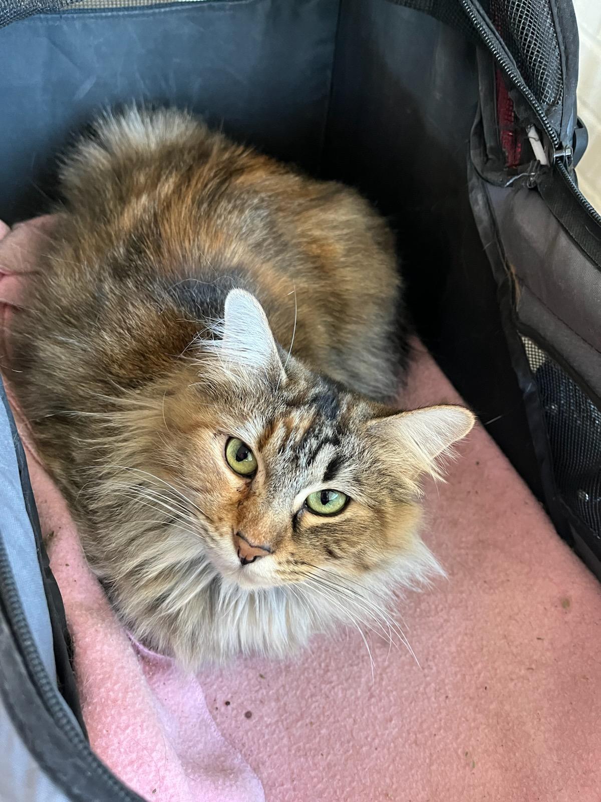Nala, an adoptable Maine Coon, Tabby in SCOTTSDALE, AZ, 85251 | Photo Image 2