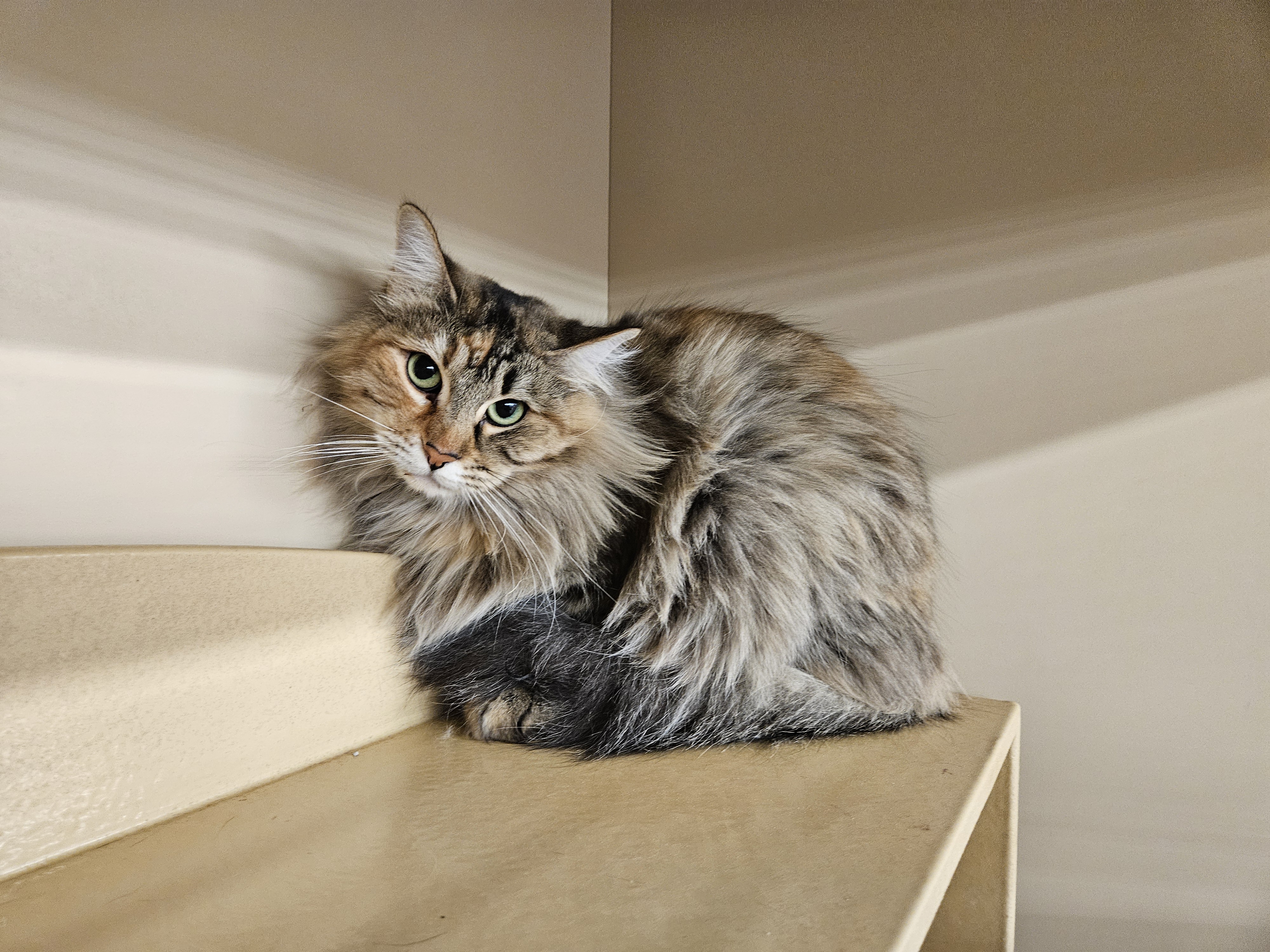 Nala, an adoptable Maine Coon, Tabby in SCOTTSDALE, AZ, 85251 | Photo Image 3