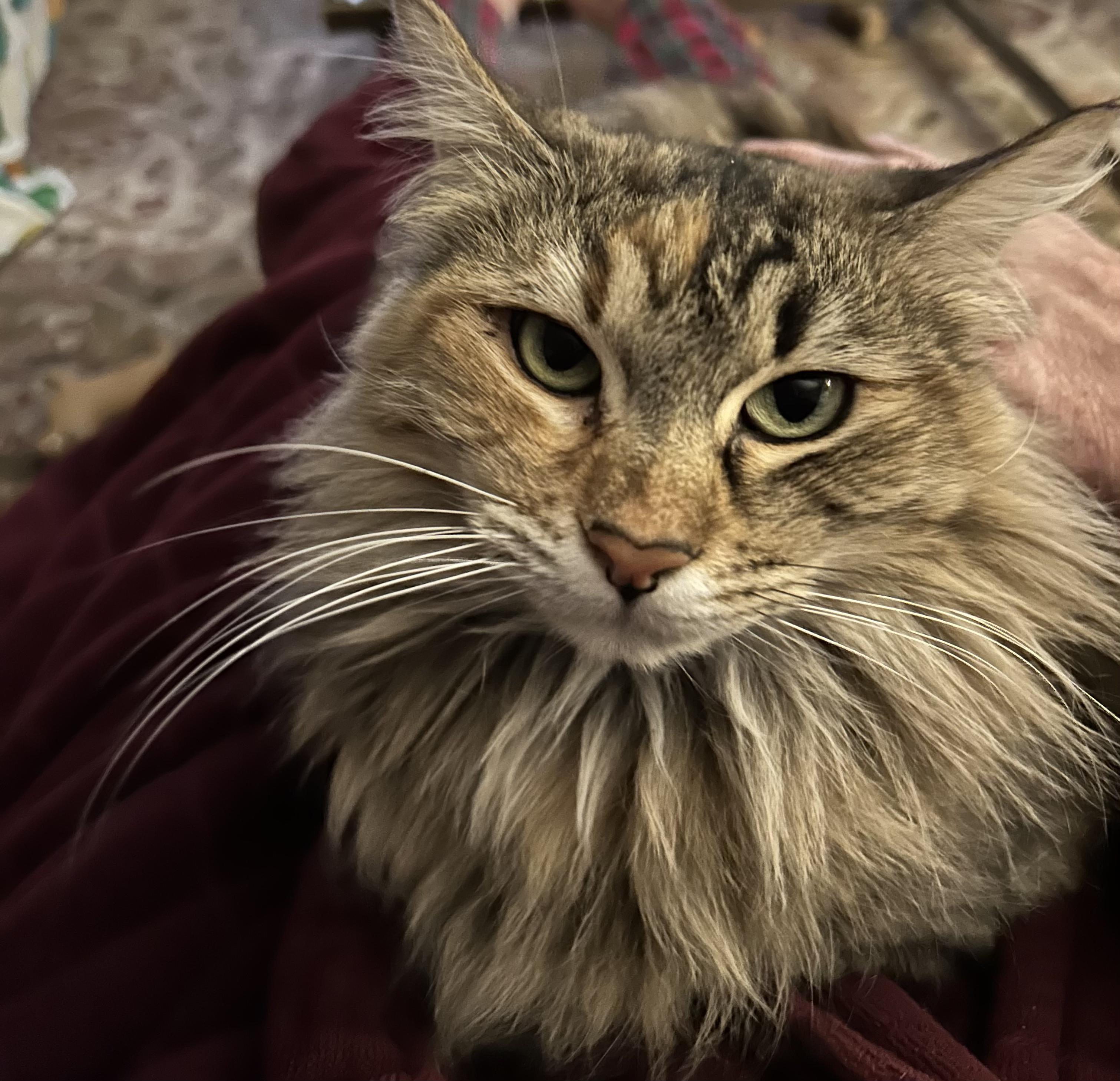 Nala, an adoptable Maine Coon, Tabby in SCOTTSDALE, AZ, 85251 | Photo Image 1