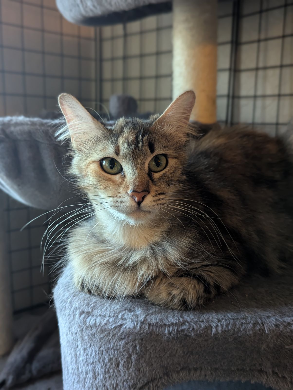 Nala, an adoptable Maine Coon, Tabby in SCOTTSDALE, AZ, 85251 | Photo Image 4