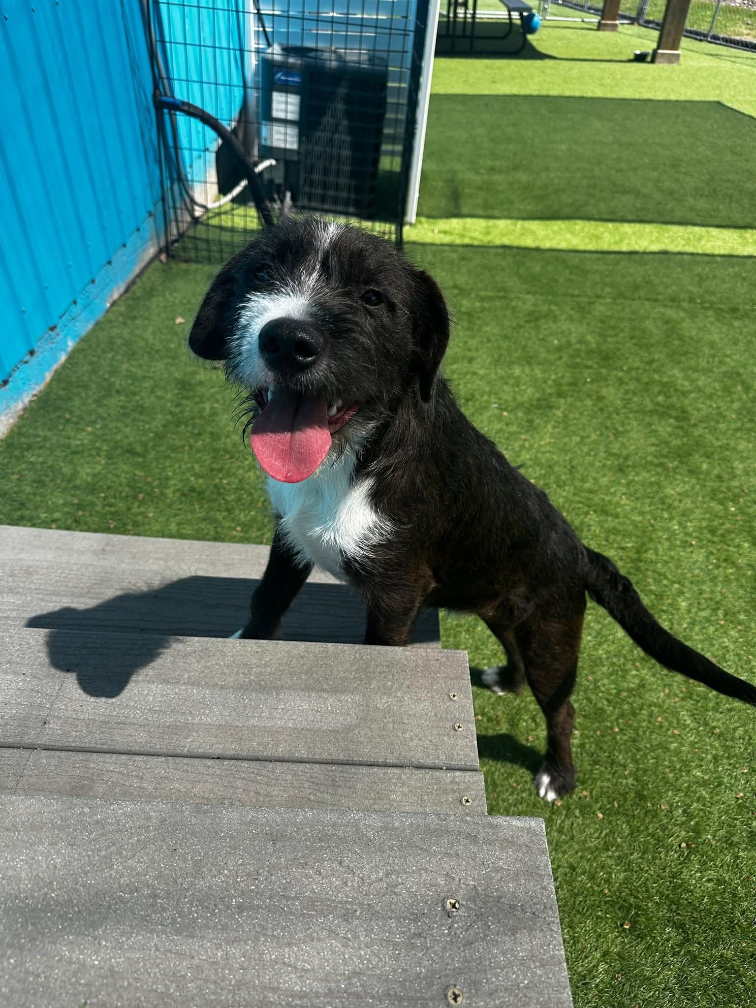 Enlarge Chunk, an adoptable mixed breed in Cedar Rapids, IA image 4/6