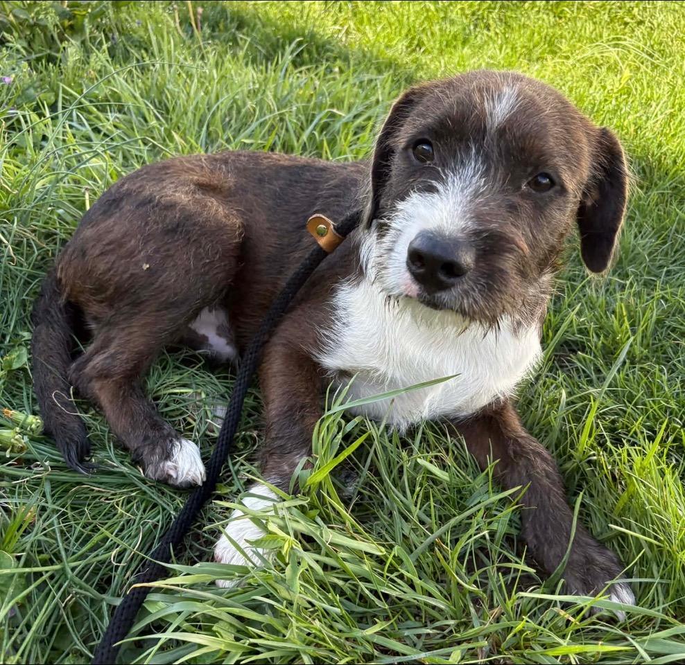 Enlarge Chunk, an adoptable mixed breed in Cedar Rapids, IA image 2/6