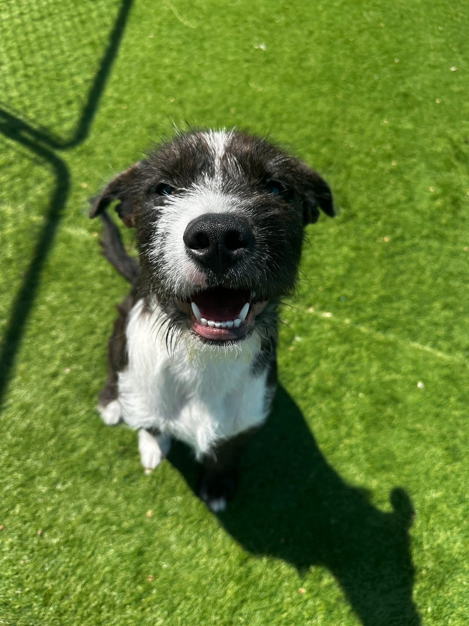 Enlarge Chunk, an adoptable mixed breed in Cedar Rapids, IA image 1/6