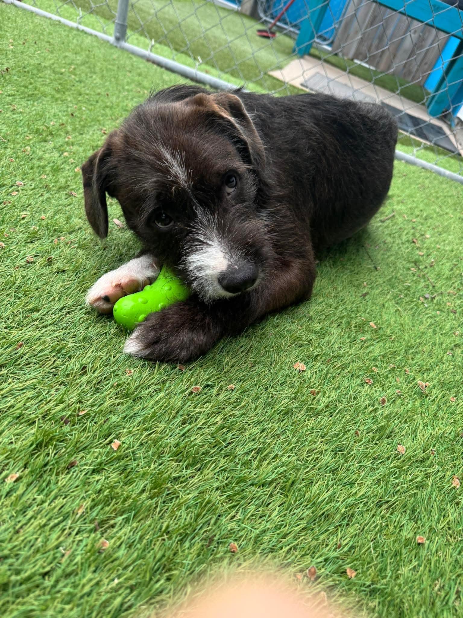 Enlarge Chunk, an adoptable mixed breed in Cedar Rapids, IA image 5/6