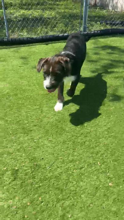 Enlarge Chunk, an adoptable mixed breed in Cedar Rapids, IA video 6/6