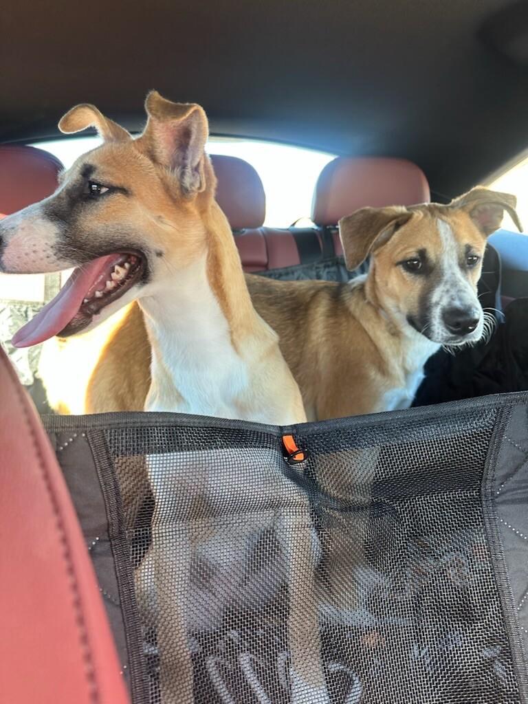 Riley, a Adoptable mixed breed in Van Nuys, CA image 1/6