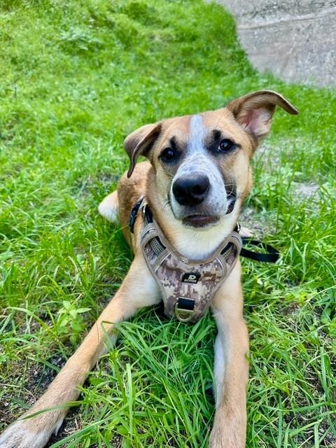 Riley, Adoptable, Young Male Shepherd & Mixed Breed.