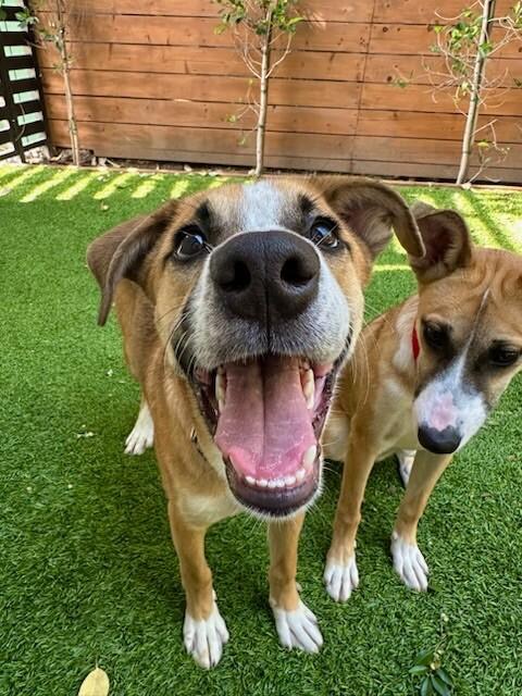 Riley, a Adoptable mixed breed in Van Nuys, CA image 5/6