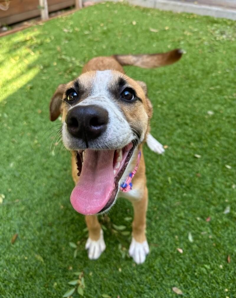 Riley, a Adoptable mixed breed in Van Nuys, CA image 4/6