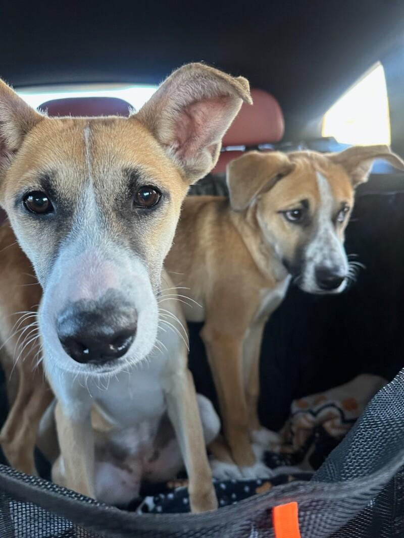 Riley, a Adoptable mixed breed in Van Nuys, CA image 6/6