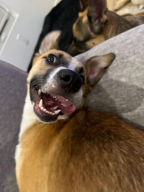 Riley, a Adoptable mixed breed in Van Nuys, CA image 3/6