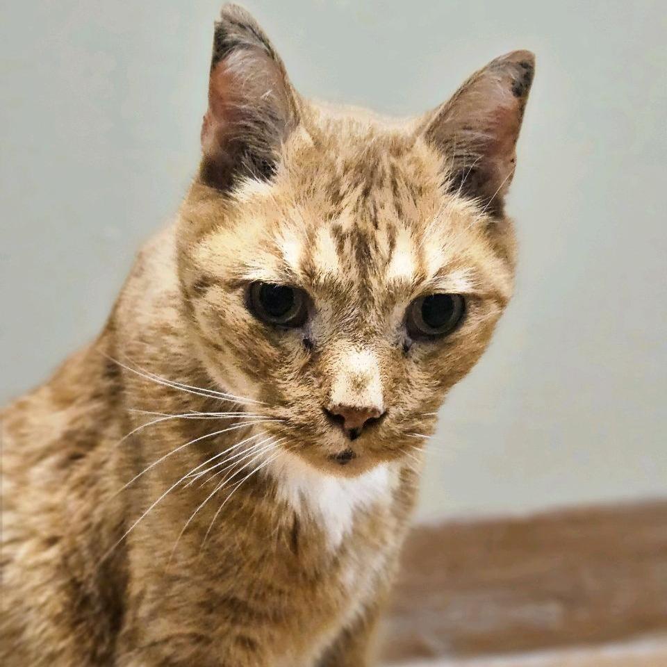 Grover, a Adoptable Domestic Short Hair in Conway, NH image 1/6