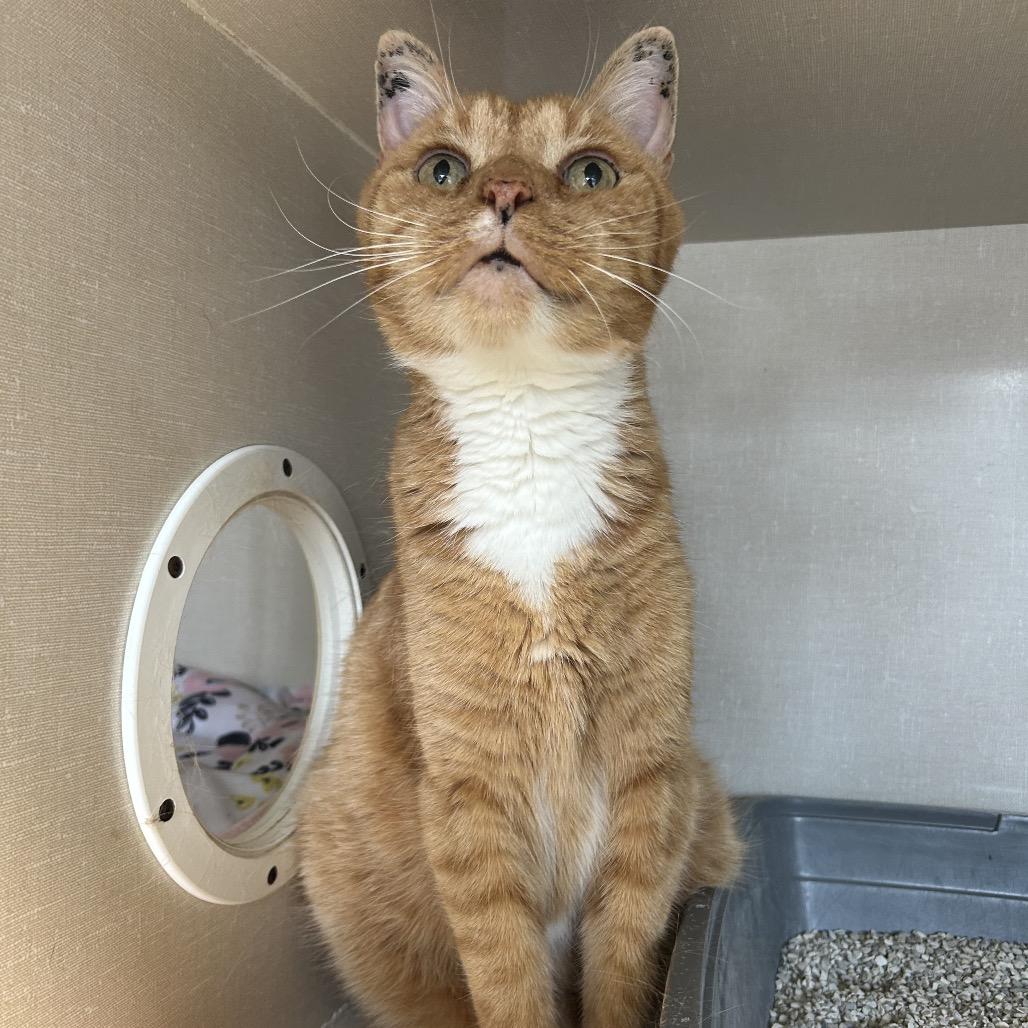 Grover, a Adoptable Domestic Short Hair in Conway, NH image 5/6