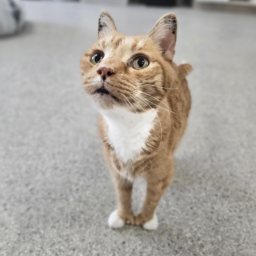 Grover, a Adoptable Domestic Short Hair in Conway, NH image 6/6