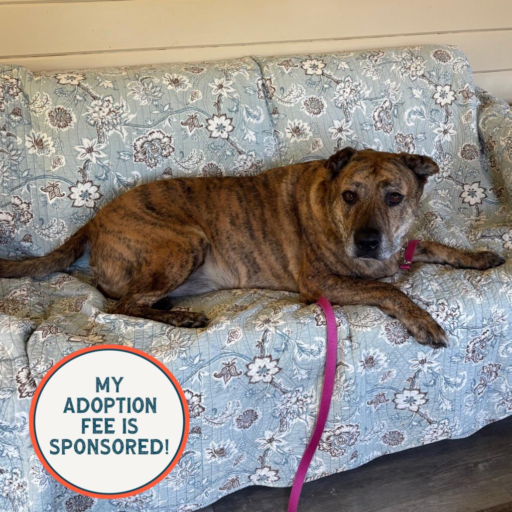 Bug, a Adoptable mixed breed in Birdsboro, PA image 1/5
