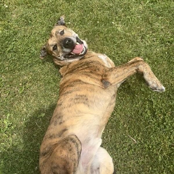 Bug, a Adoptable mixed breed in Birdsboro, PA image 2/5