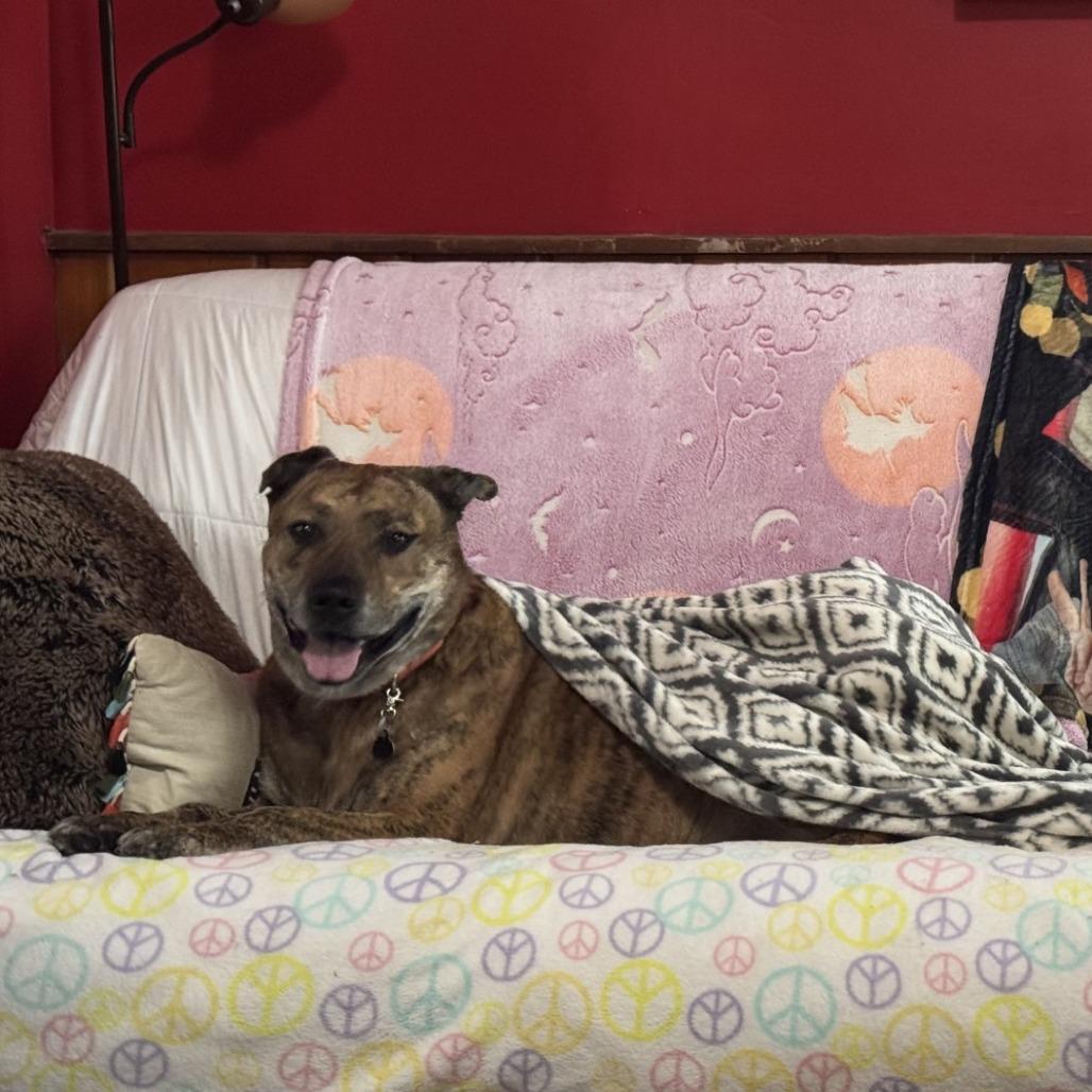 Bug, a Adoptable mixed breed in Birdsboro, PA image 3/5