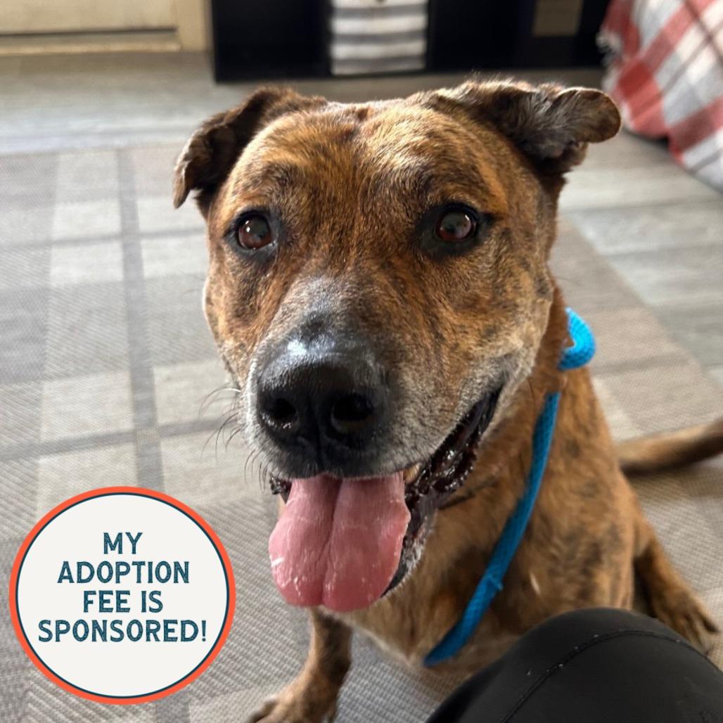 Bug, a Adoptable mixed breed in Birdsboro, PA image 4/5