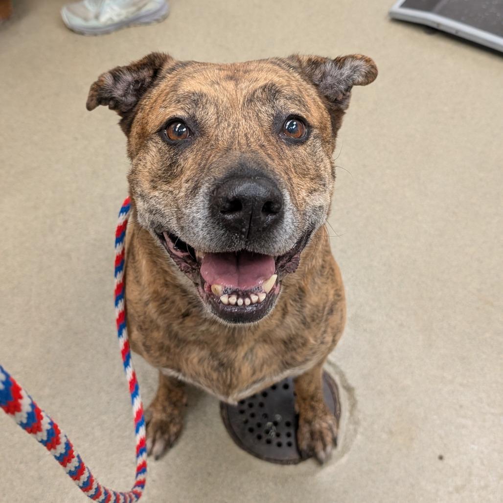 Bug, a Adoptable mixed breed in Birdsboro, PA image 5/5