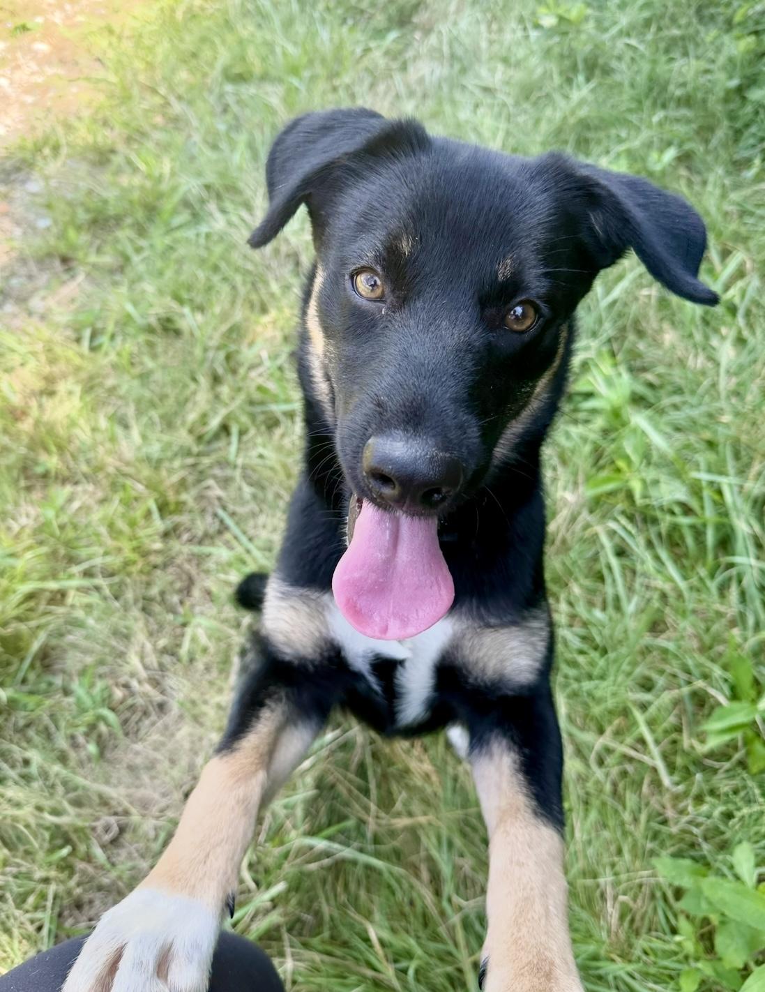 Atlas, a Adopted Shepherd in Nashville, TN image 1/3