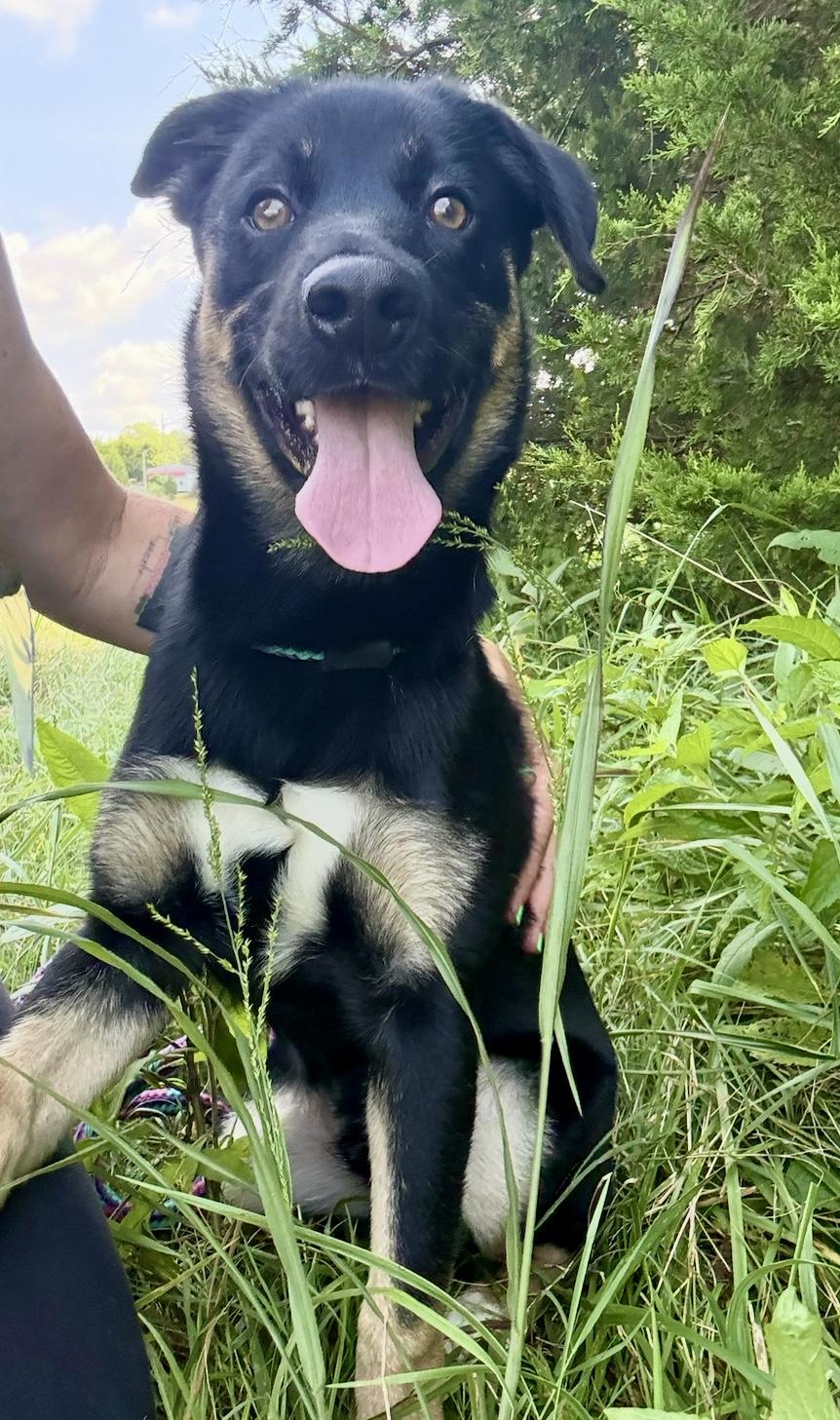 Atlas, a Adopted Shepherd in Nashville, TN image 2/3