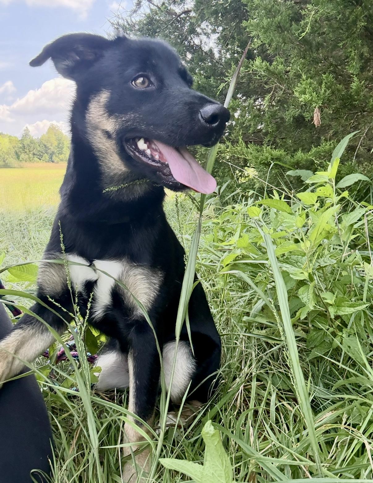Atlas, a Adopted Shepherd in Nashville, TN image 3/3