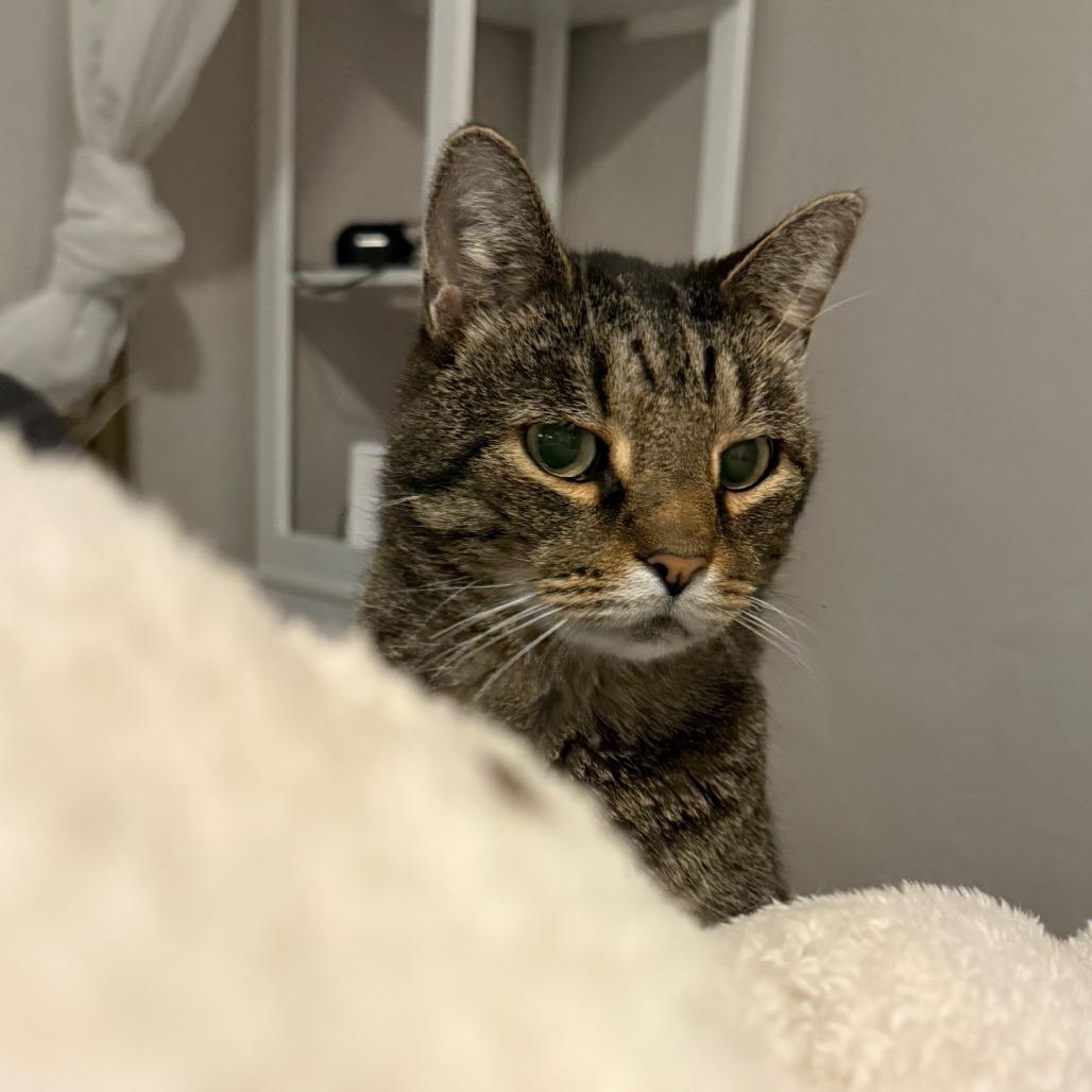 Enlarge Todd, a Adoptable Domestic Short Hair in Hollywood, FL image 2/4