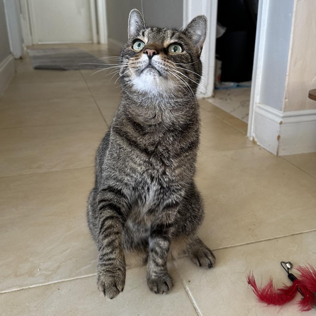 Enlarge Todd, a Adoptable Domestic Short Hair in Hollywood, FL image 1/4